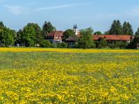 Gelbe Wiesen-Pippau Wiese mit Blick zur Aschauer Kirche